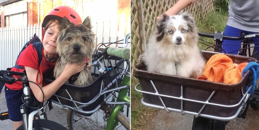 bread basket dogs
