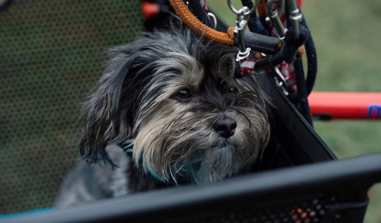 dog-riding